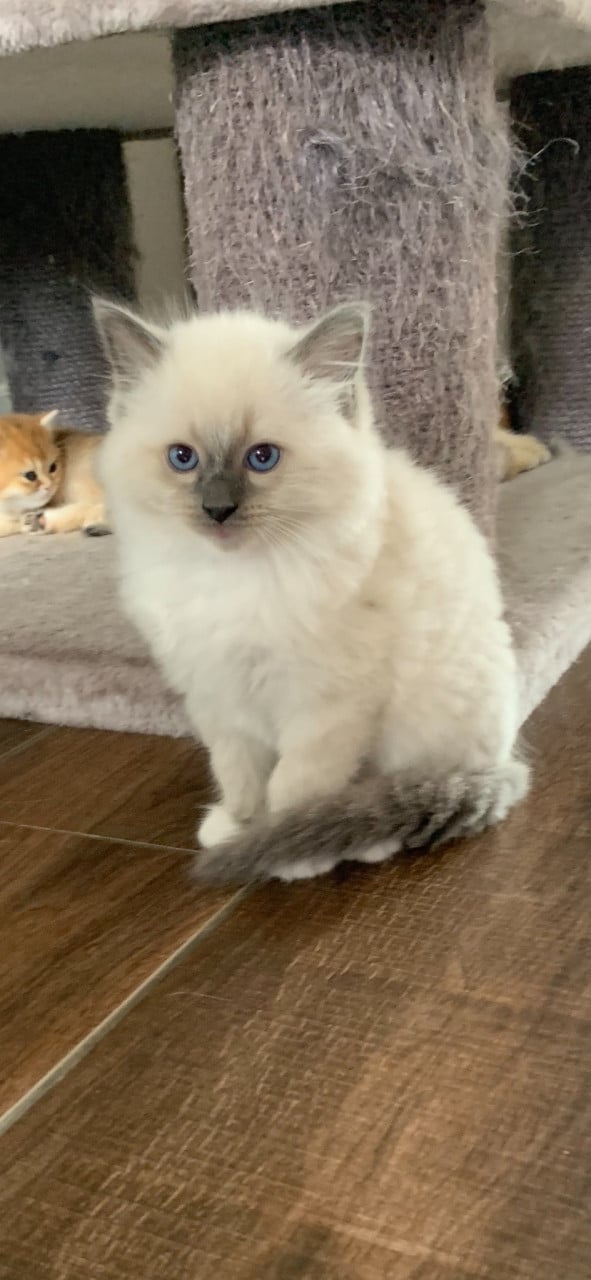Prachtige ragdoll kittens