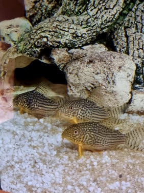 8x Corydora Sterbai (Kweekgroep)