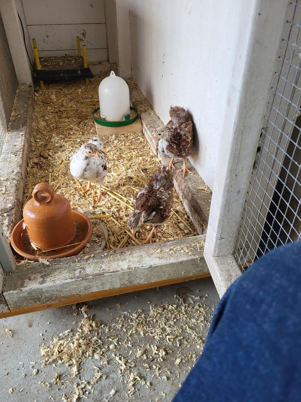 Wyandotte krielkip roodporselein