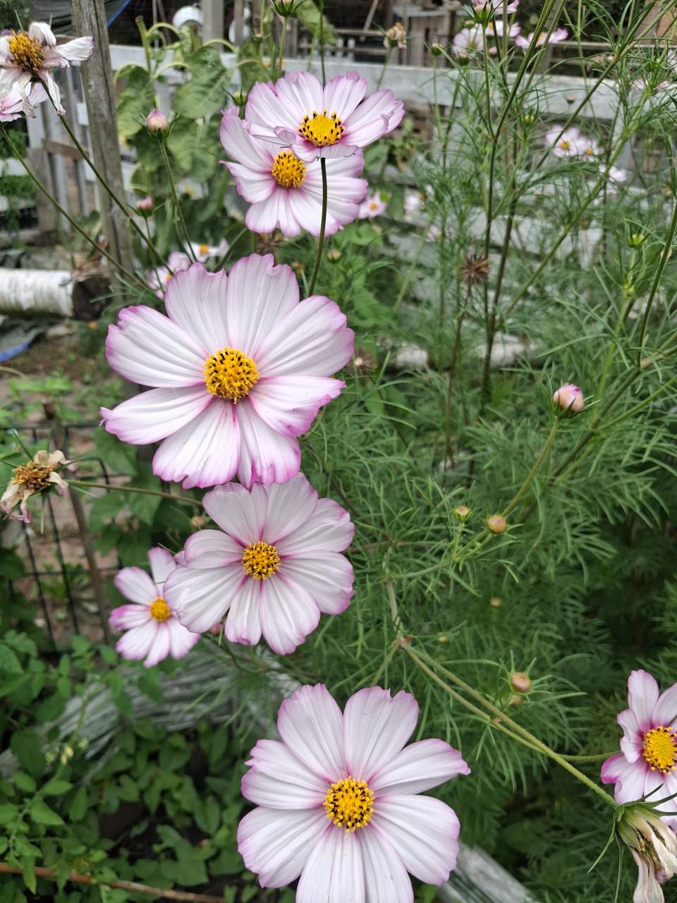 Biologische Cosmos bipinnatus 'Picotée' Zaden