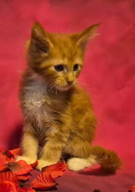 Maine coon kittens (poly en gewoon)NOG 2 BESCHIKBAAR
