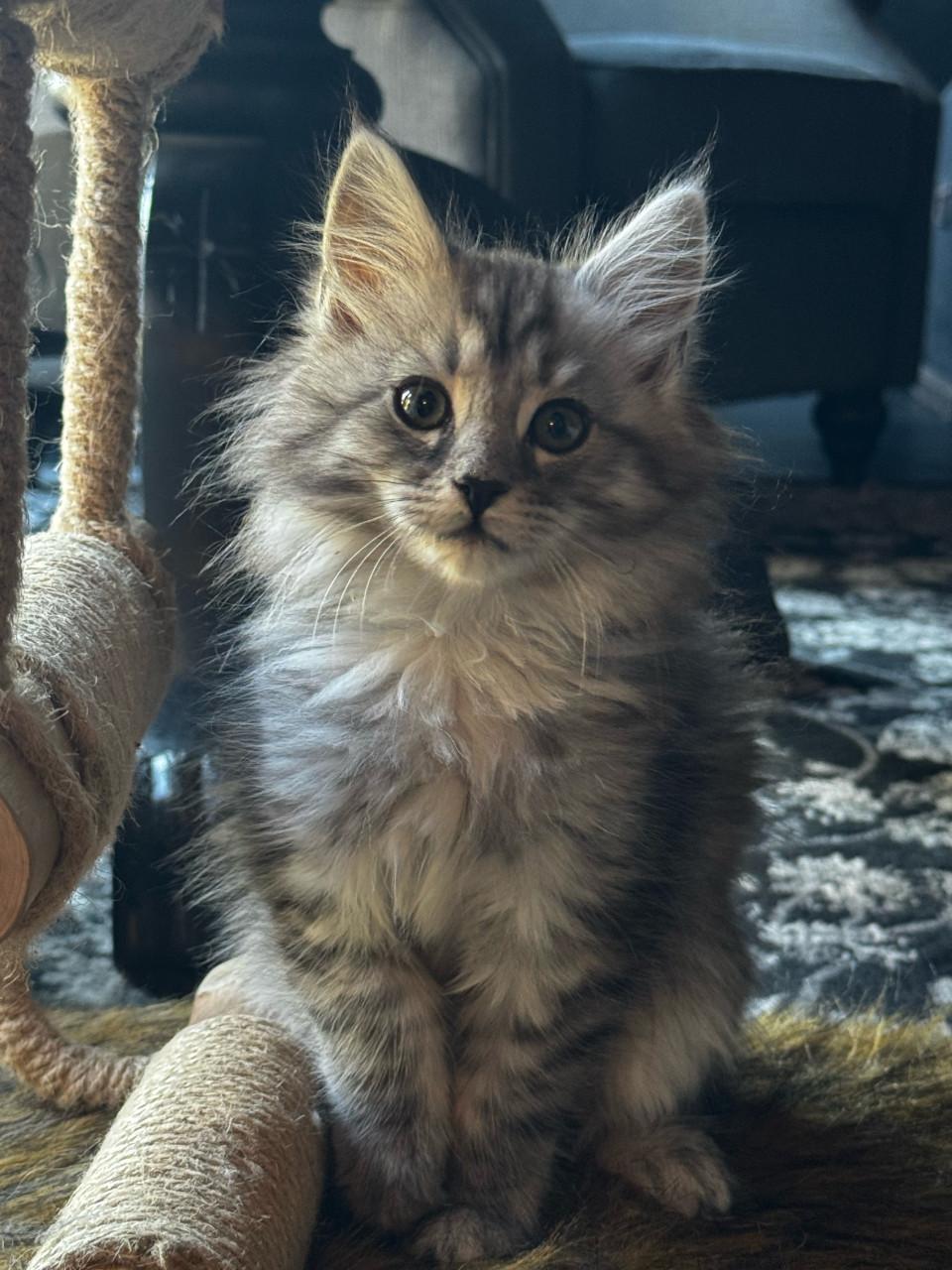 Maine coon poesje 2 stuks