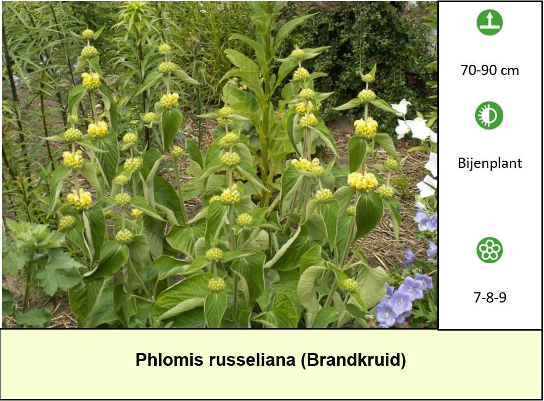 Opzoek naar onbespoten tuinplanten, sterk en ook nog eens voordelig ?
