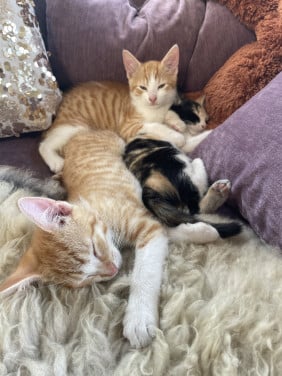 Kittens te koop