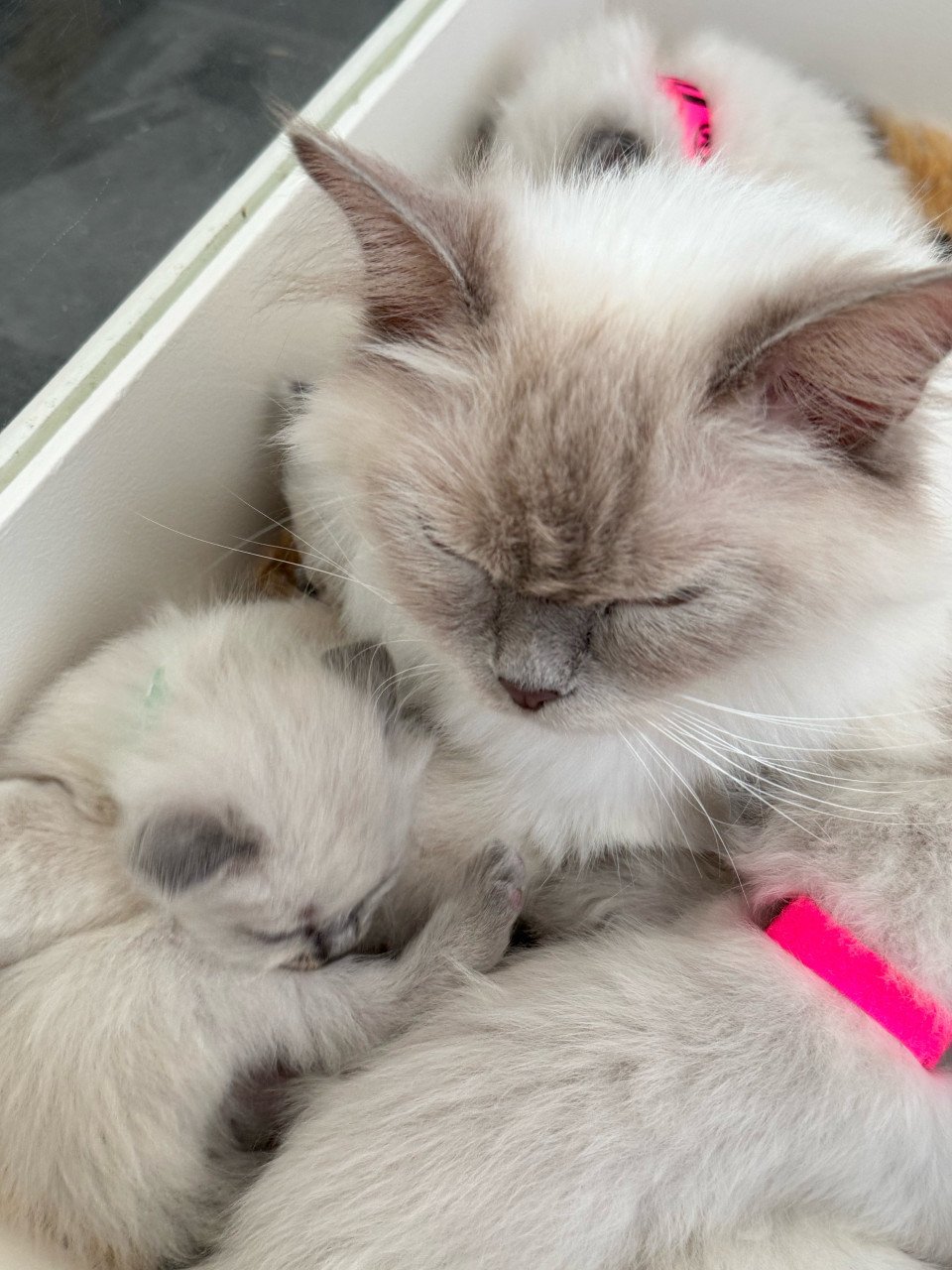 Ragdoll kittens bleupoint poesjes en katertjes