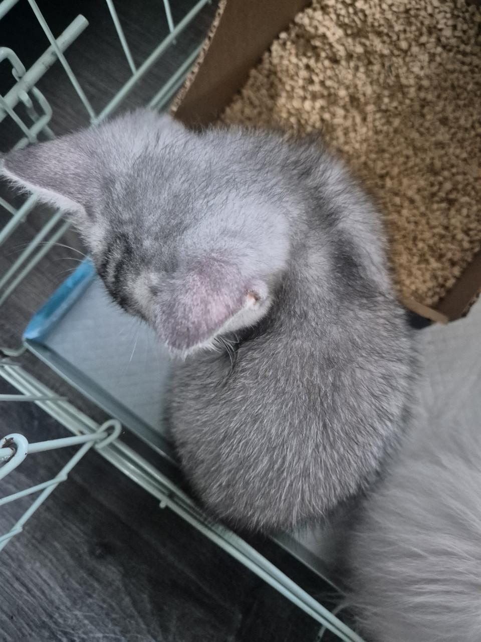 Hele lieve britse korhaar kitten