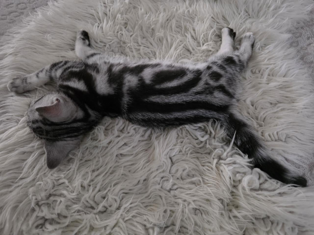 Brits korthaar kitten (Whiskas)