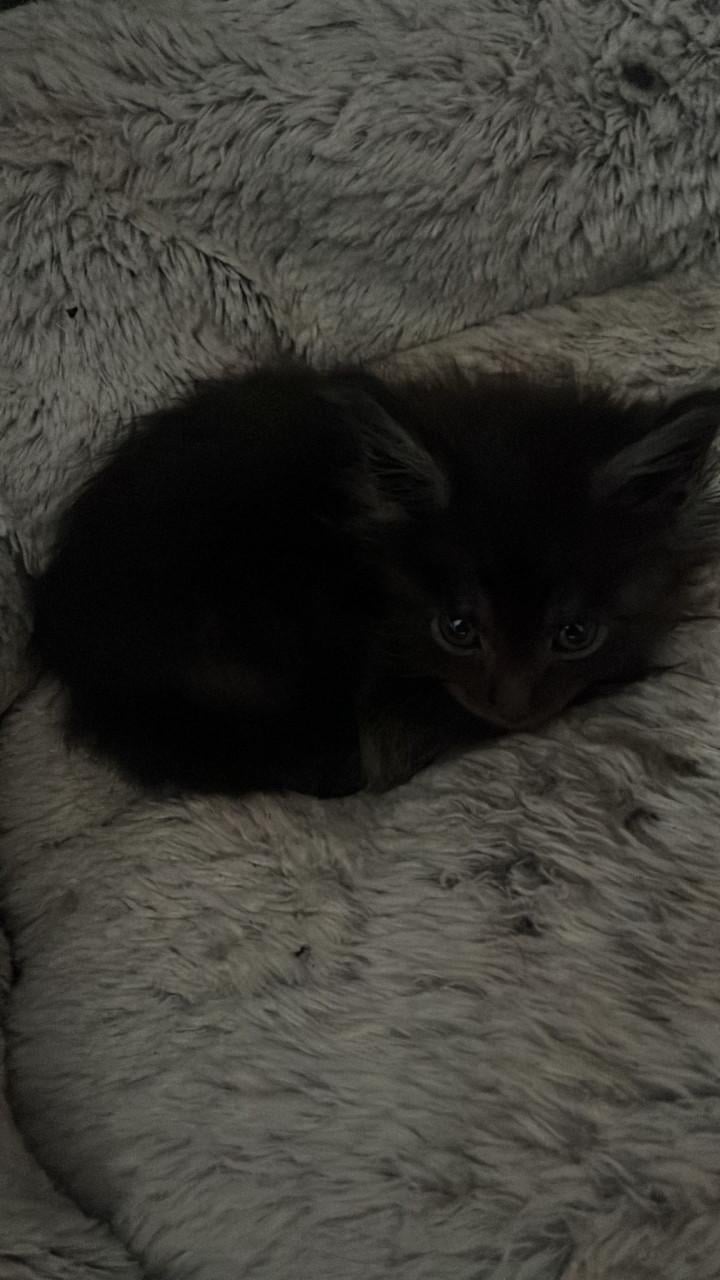 Maincoons kittens te koop