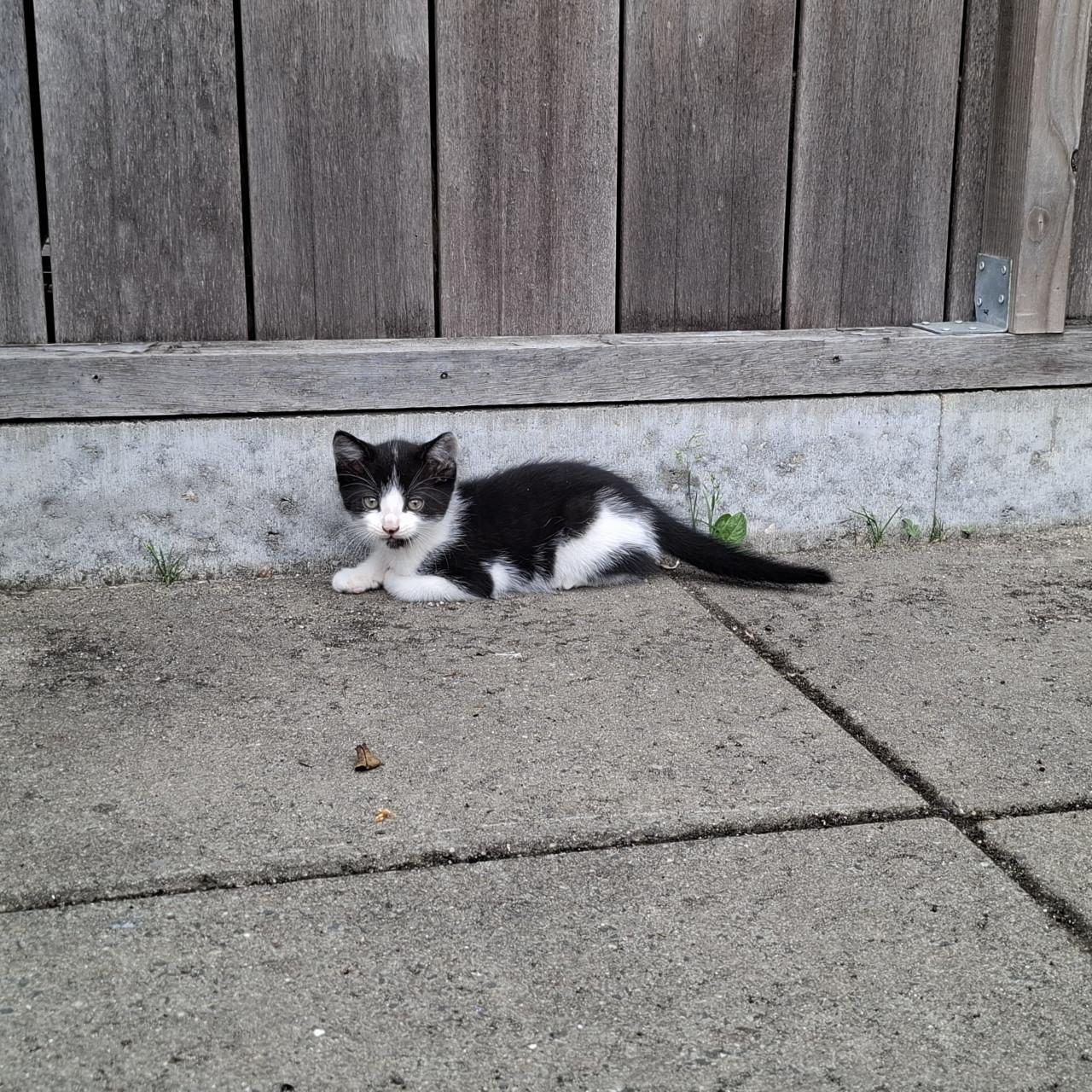 Kittens