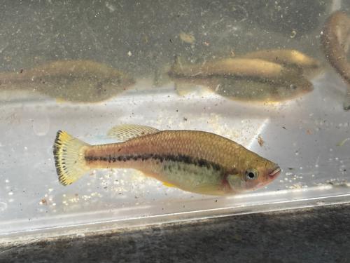 Ilyodon Furcidens "Cuauhtémoc"