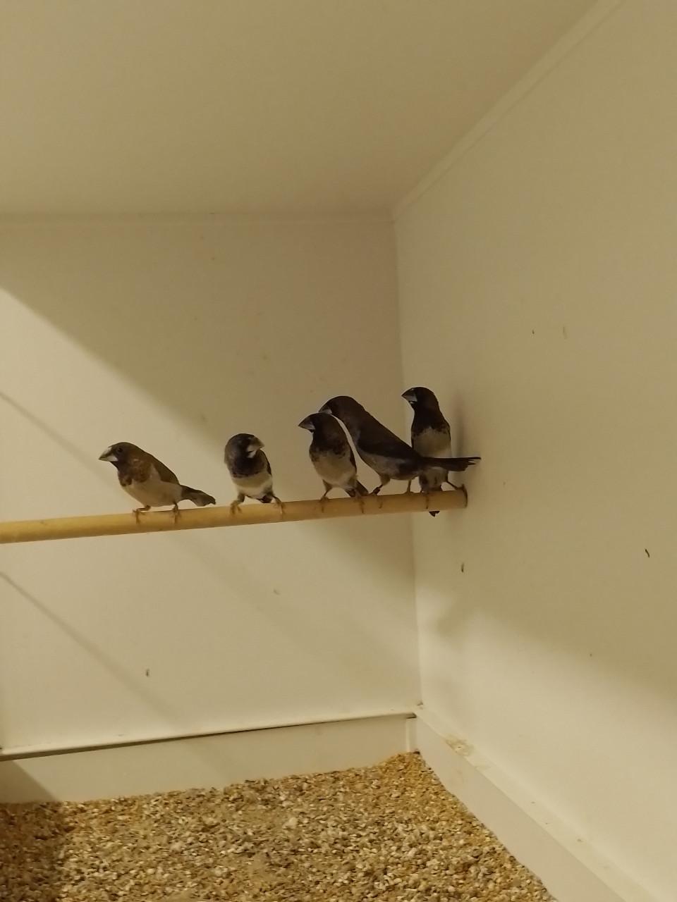 Diverse Japanse meeuwen