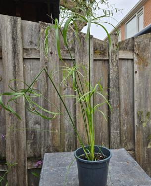 Parapluplant
