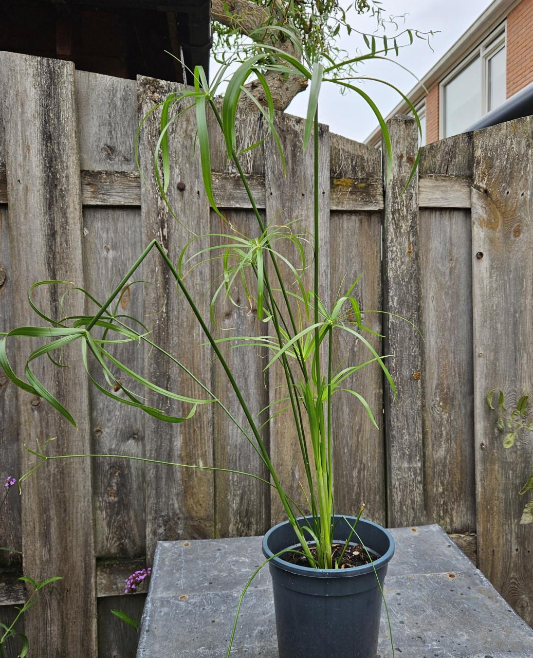 Parapluplant