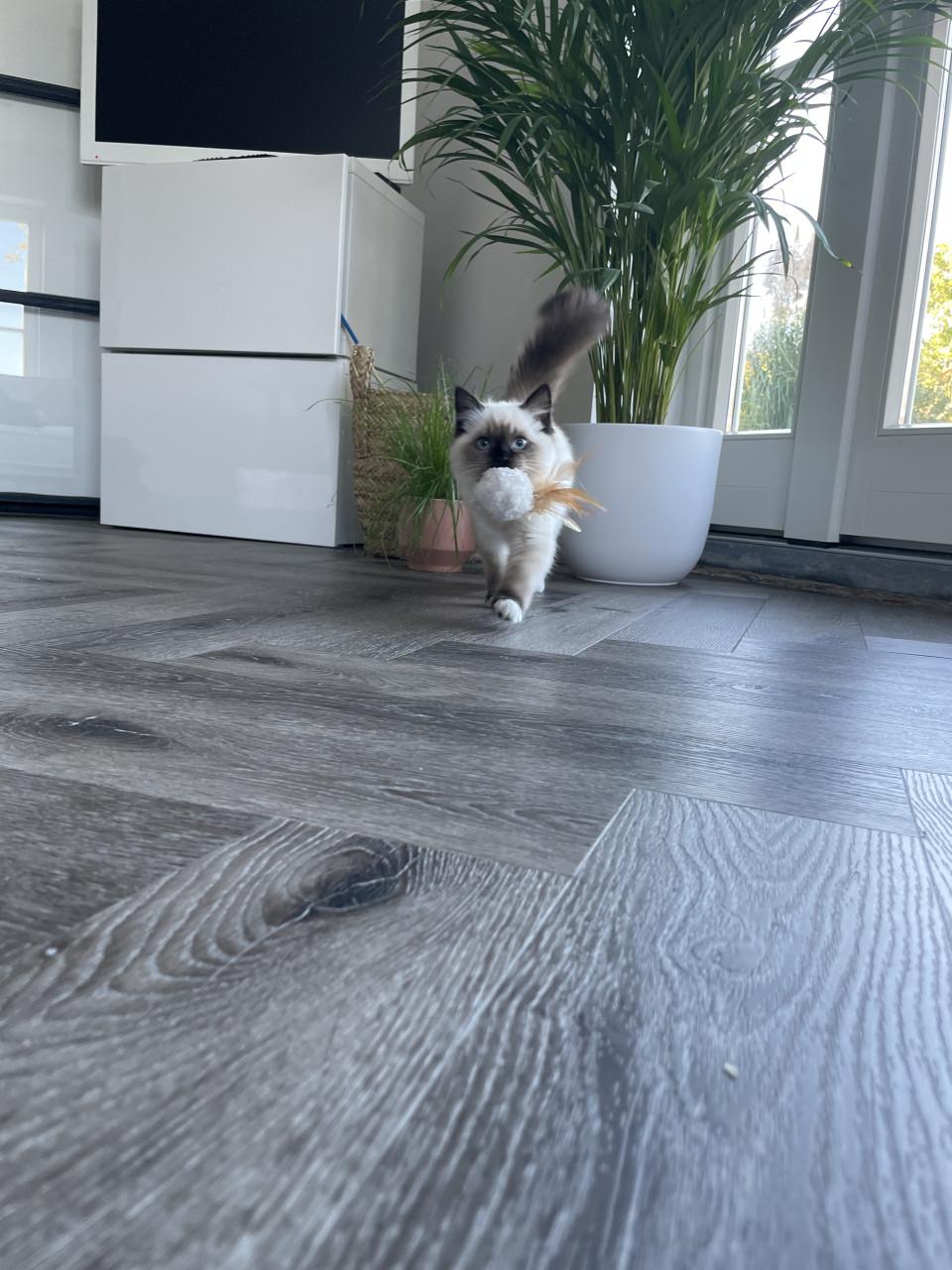 Ted en Nova zijn op zoek naar personeel