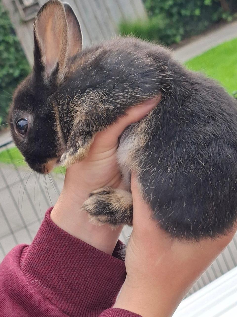 Twee vrouwtjes konijnen van 8 weken oud