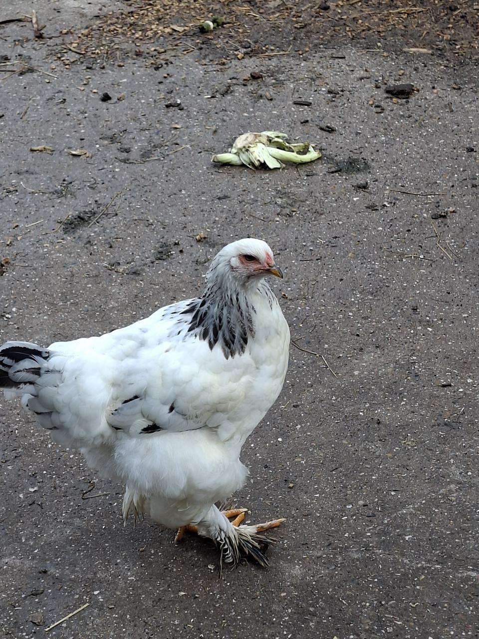 Jonge hennetjes te koop