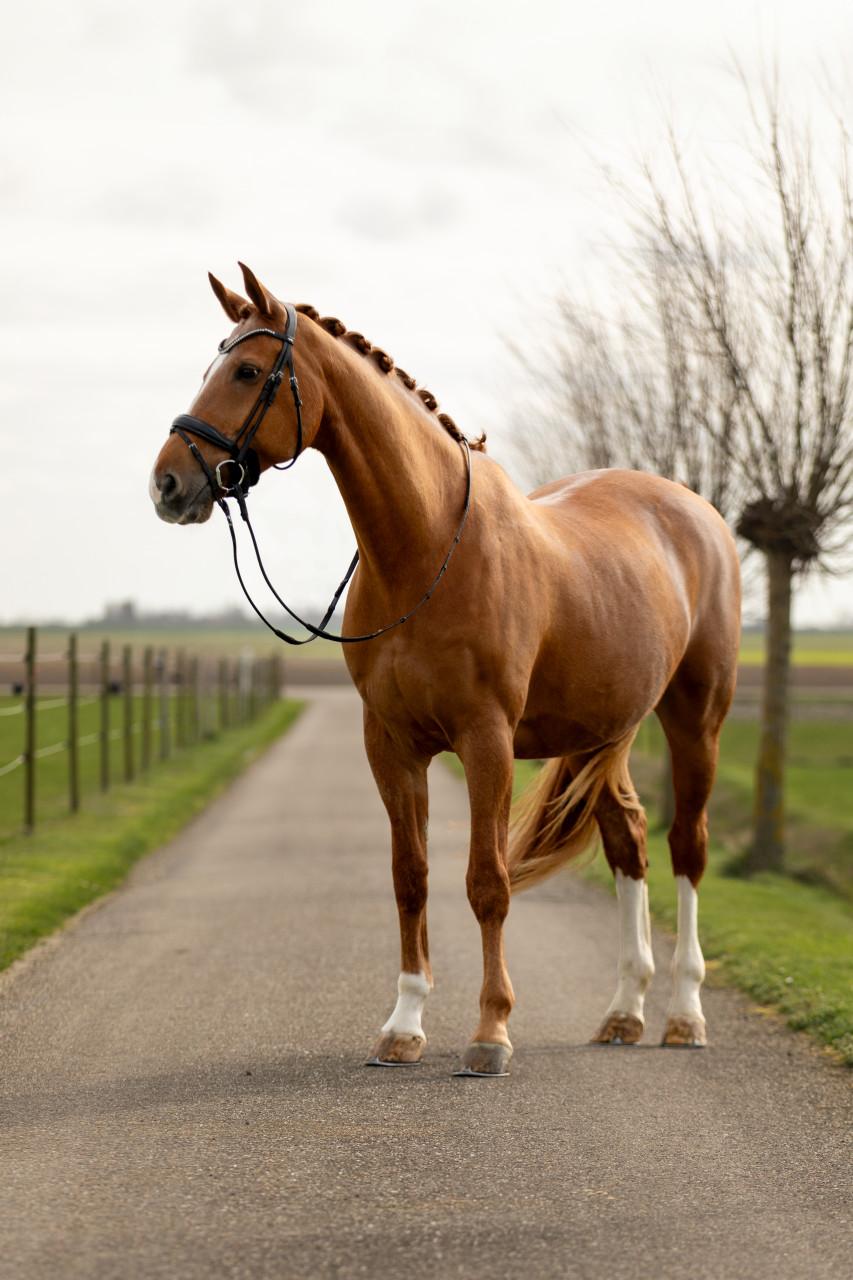 Talentvolle vos ruin (2009)