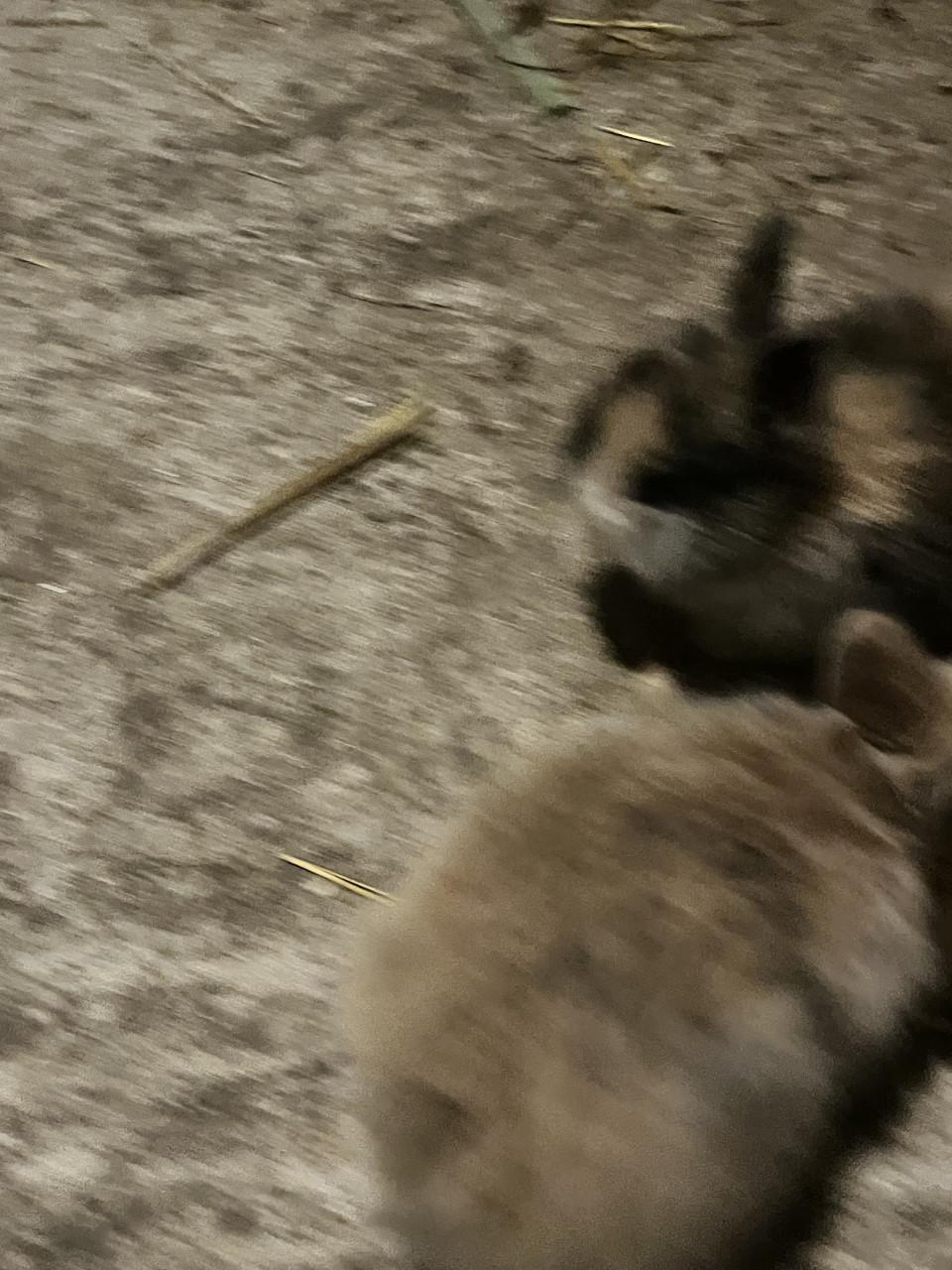 6 schattig baby konijntjes