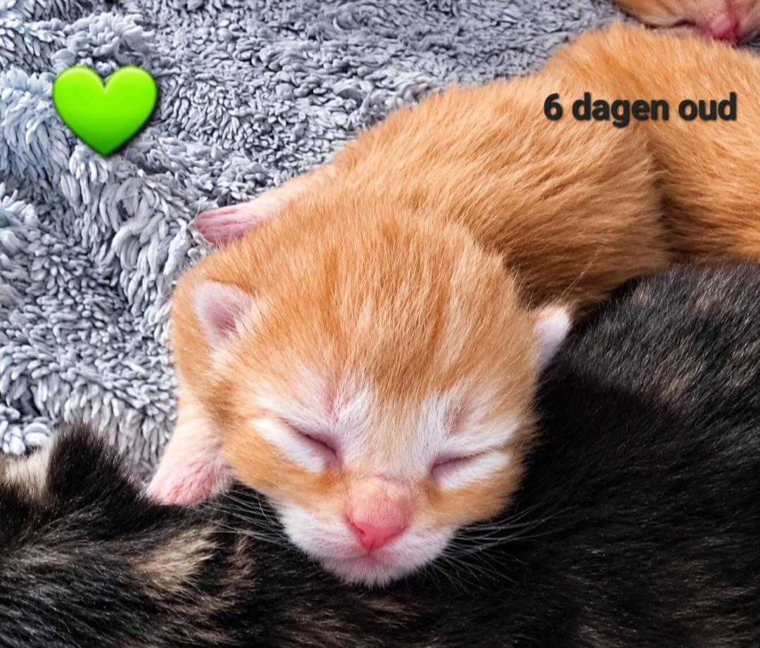 Allemaal gereserveerd