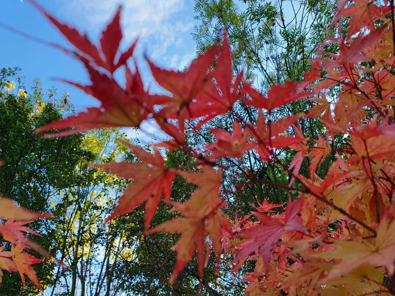 Diverse Acers