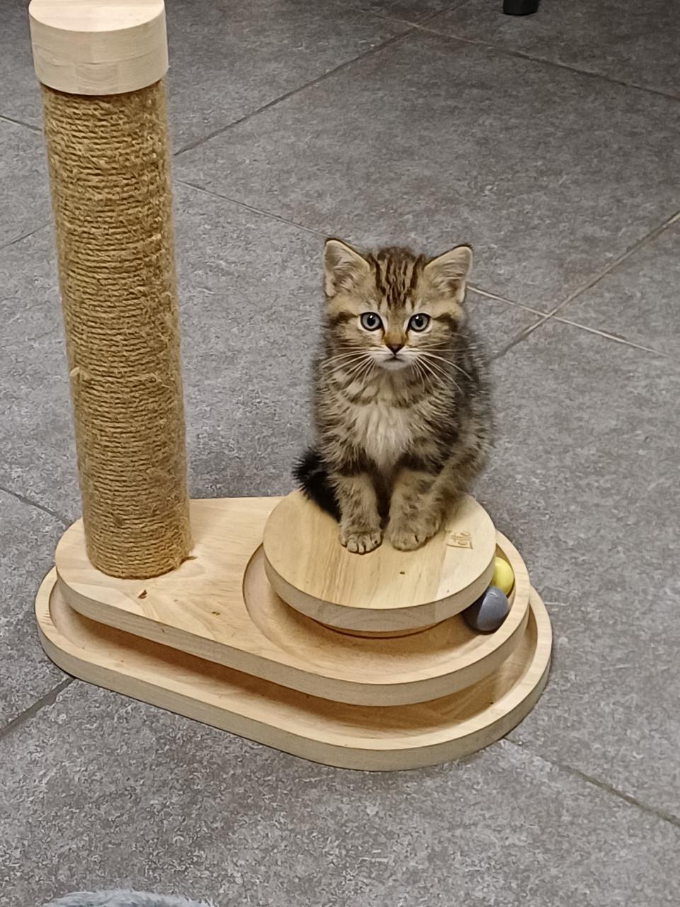 Prachtige Brits Korthaar x Ragdoll kittens beschikbaar.