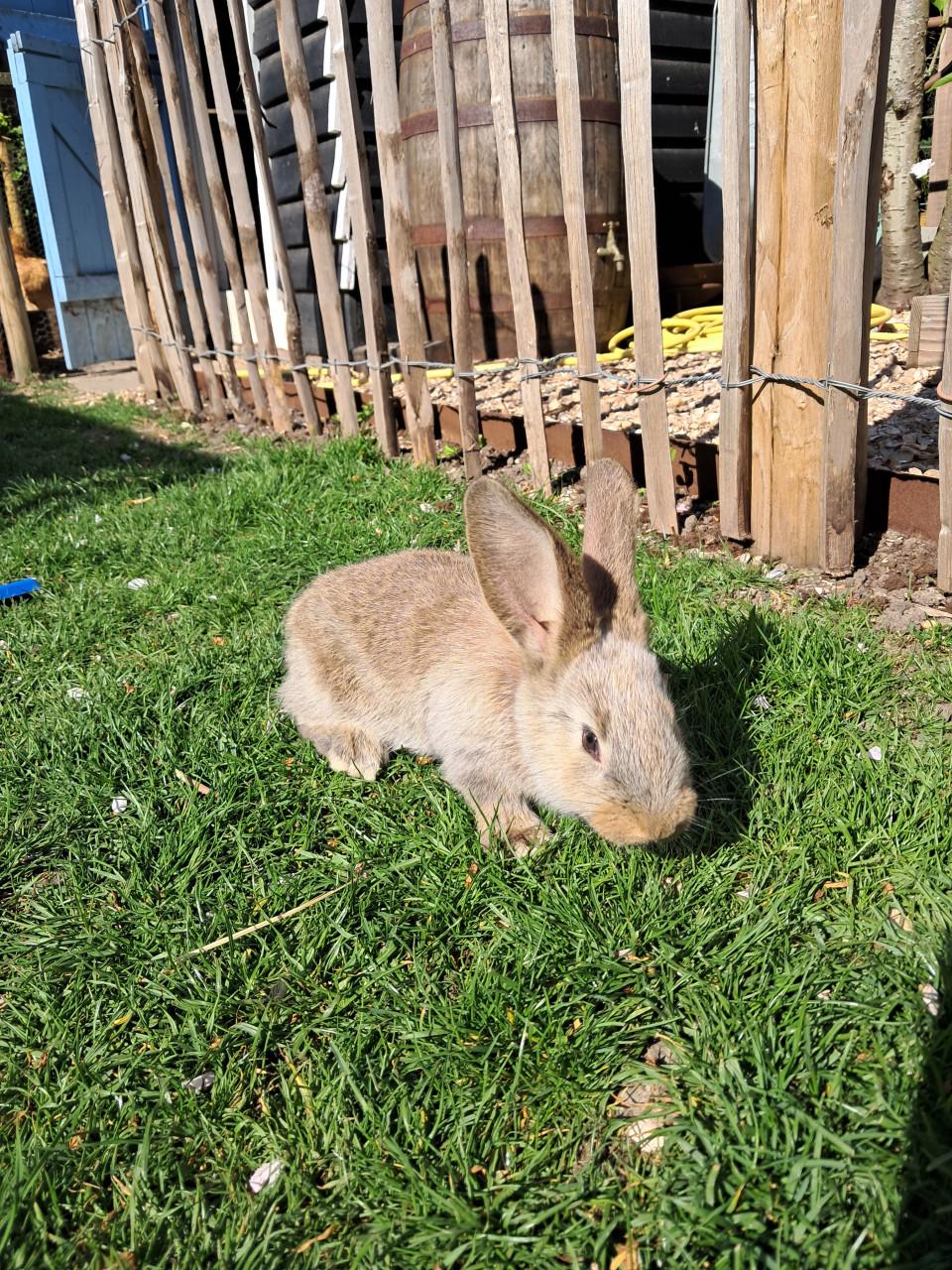 Jonge vlaamse reuzen