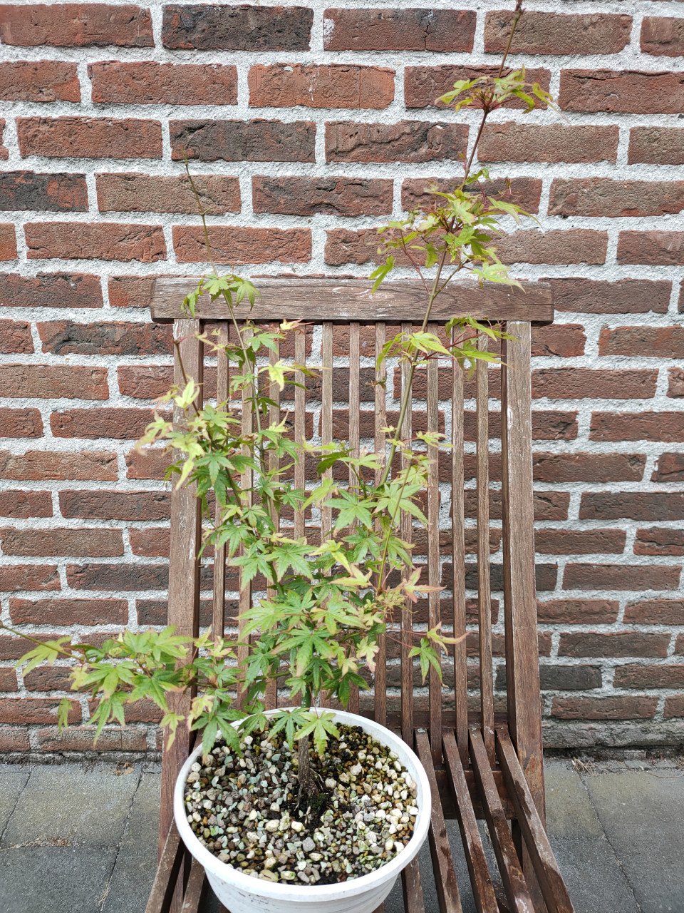 Japanse esdoorn, Acer palmatum boompjes