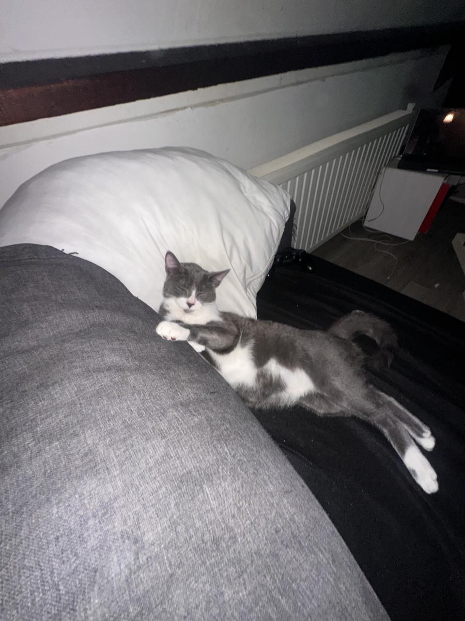 Super cute cat 4 months