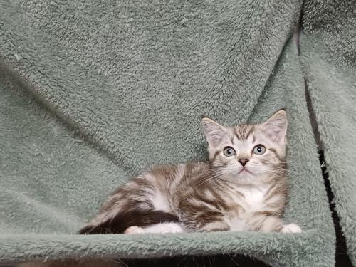 Super mooi Britse Korthaar x Ragdoll Katertje beschikbaar.