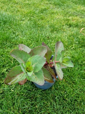 Sedum