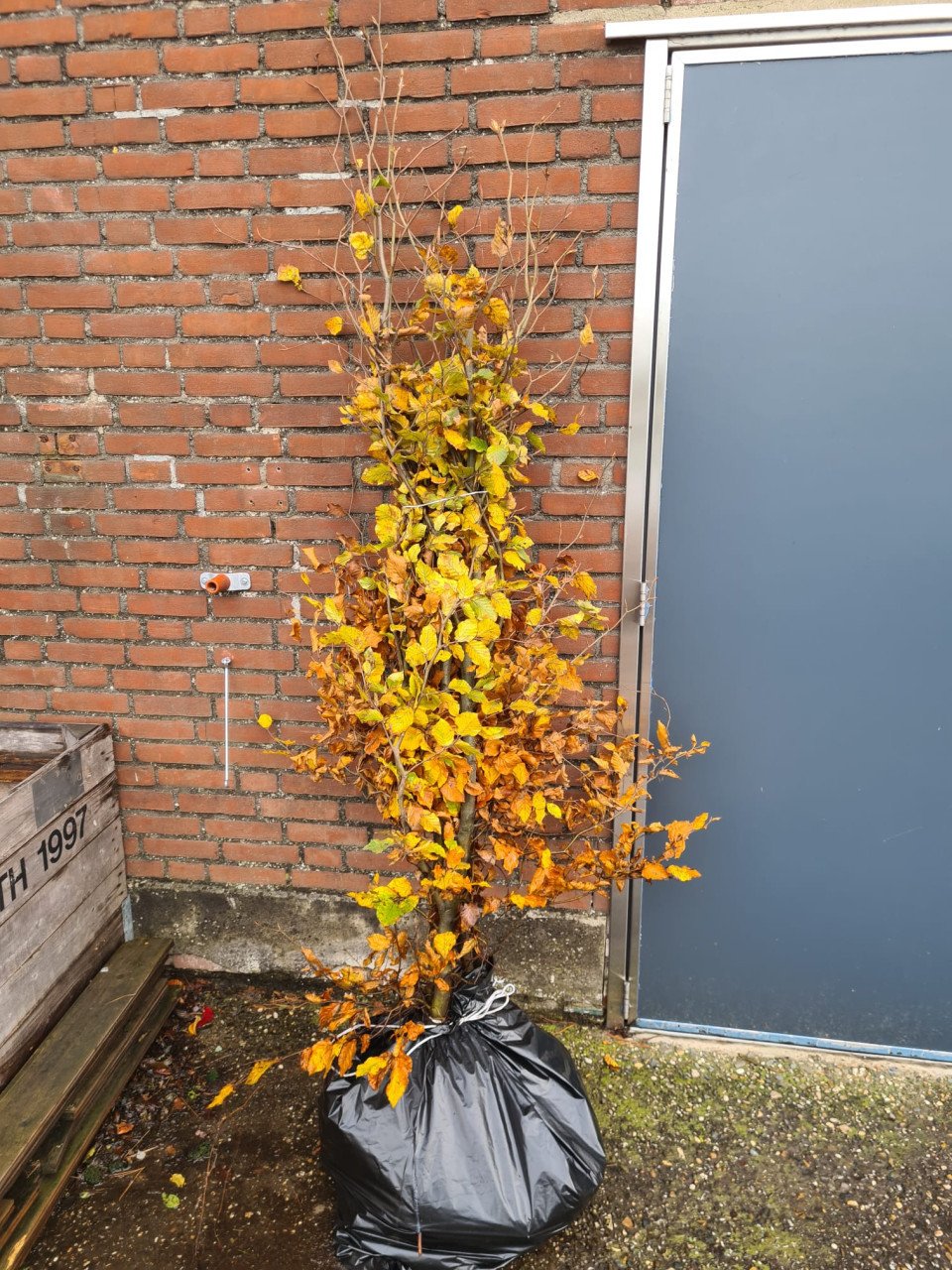 Beukenhaag (Fagus Sylvatica) in alle hoogtes