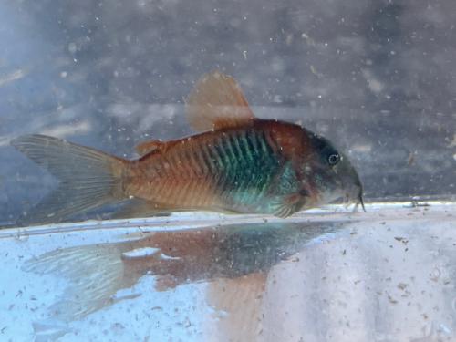 Osteogaster (Corydoras) Venezuelanus