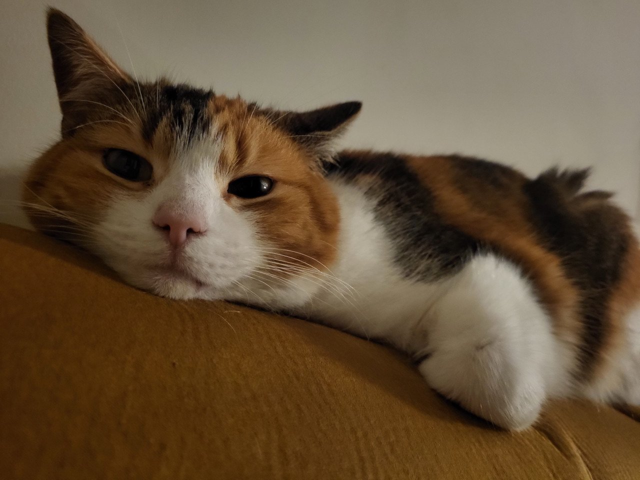 Poes zoekt gouden mandje
