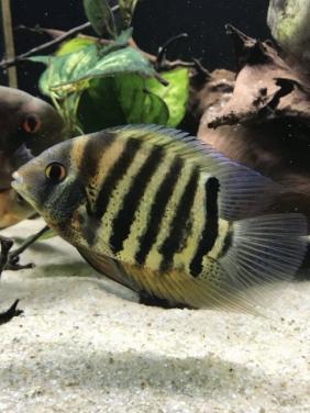 Aquariumvissen