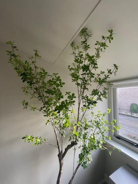Kunstplant 'Ekianthus' van Kave Home