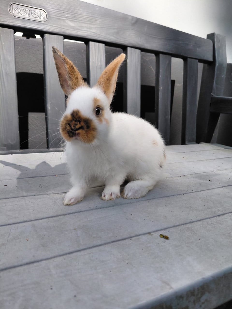 Jonge konijntjes,  Lotharinger middelgroot
