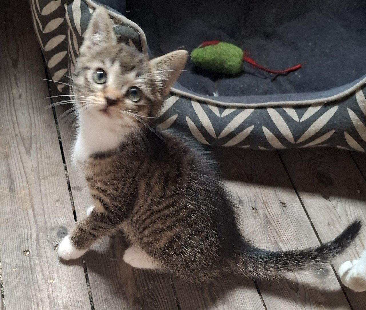 Kitten ( gereserveerd)