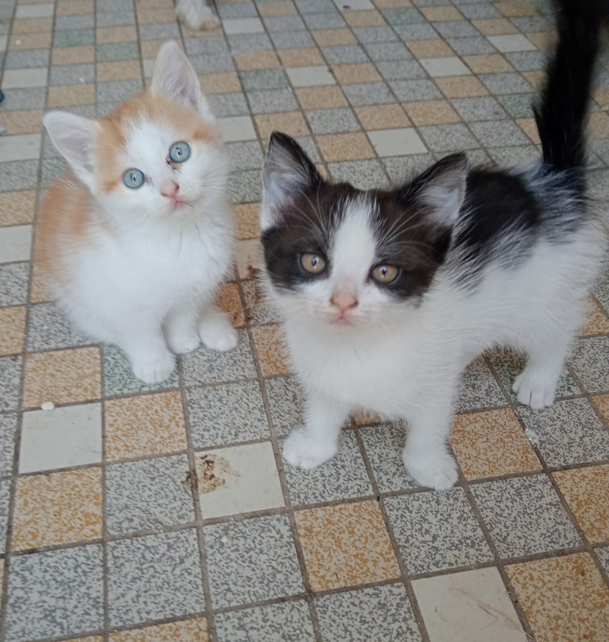 Kittens te koop
