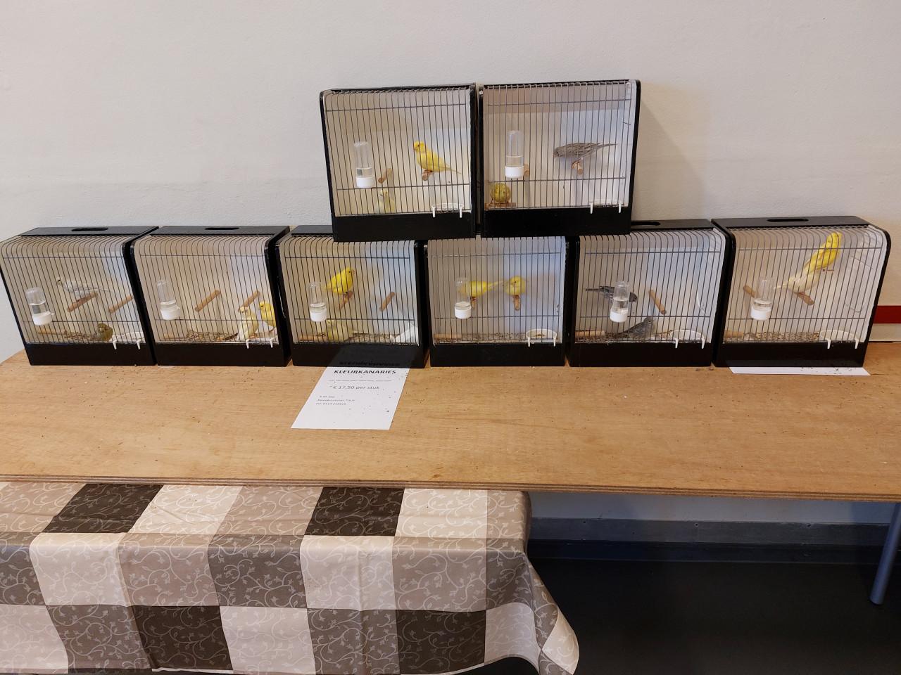 Zaterdagmorgen 11 april vogelbeurs de Vogelvrienden Goes