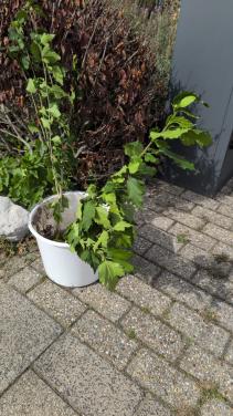 Witte hybiscus stekjes