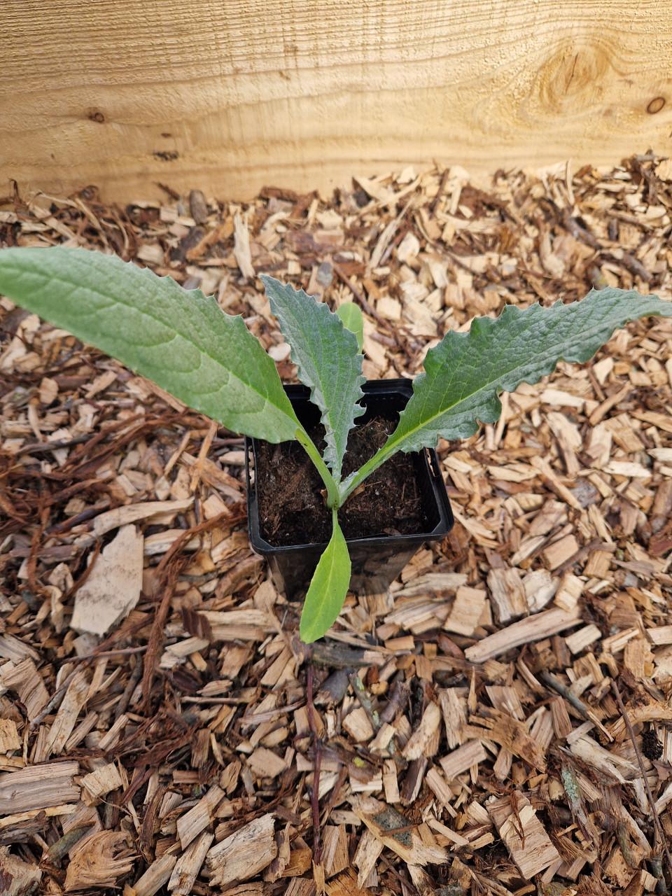 Onbespoten artisjokplanten - meerdere beschikbaar