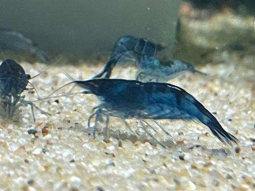 Uitgeselecteerde Blue dream garnalen