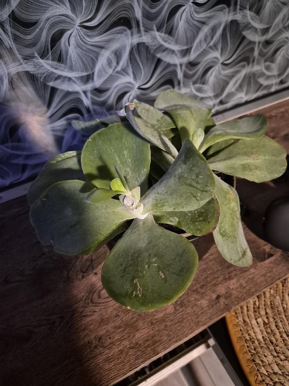 Plantjes