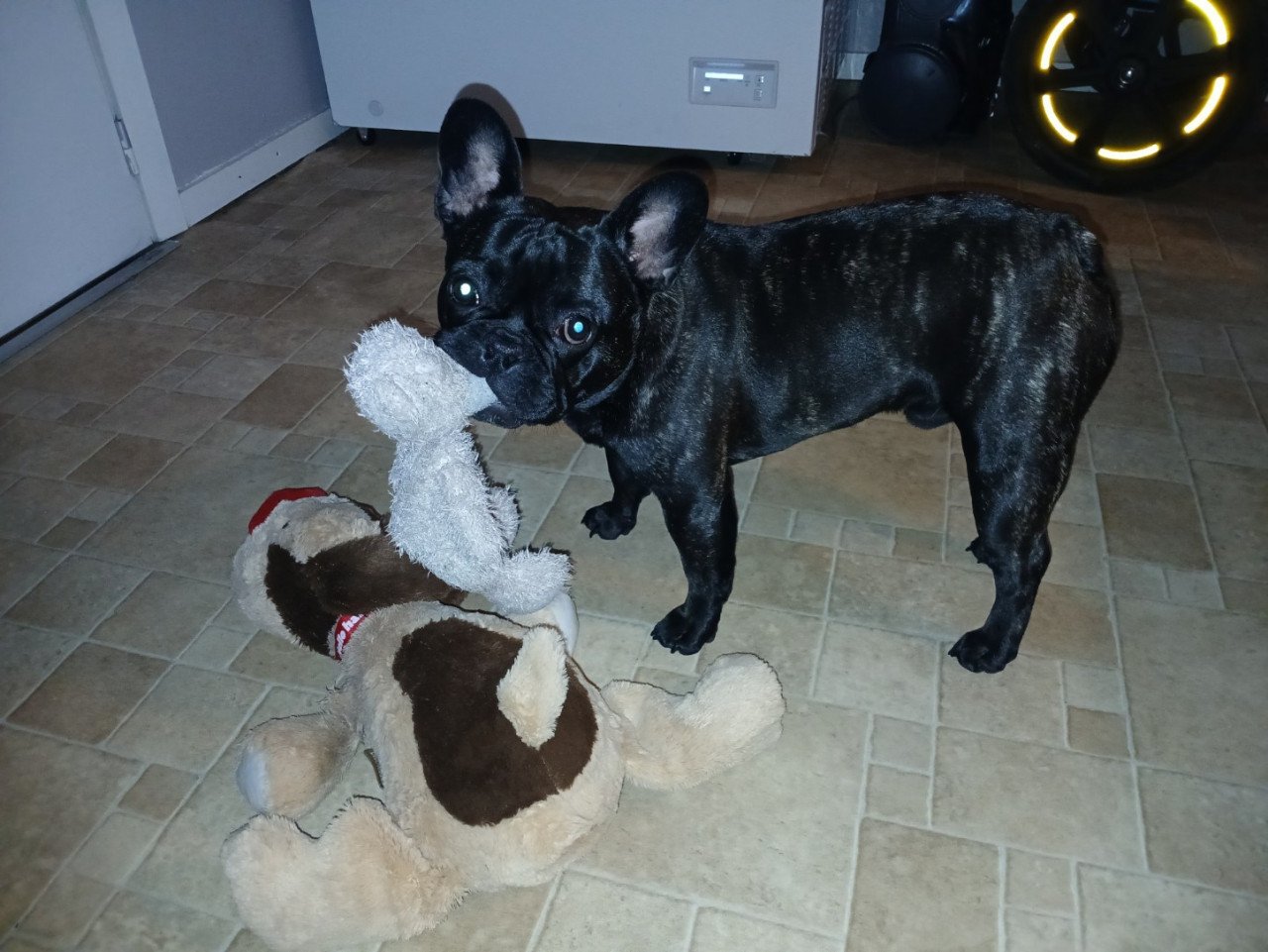 ,Franse Bulldog
