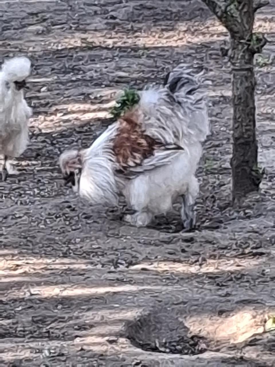 Zijdehoenders beschikbaar