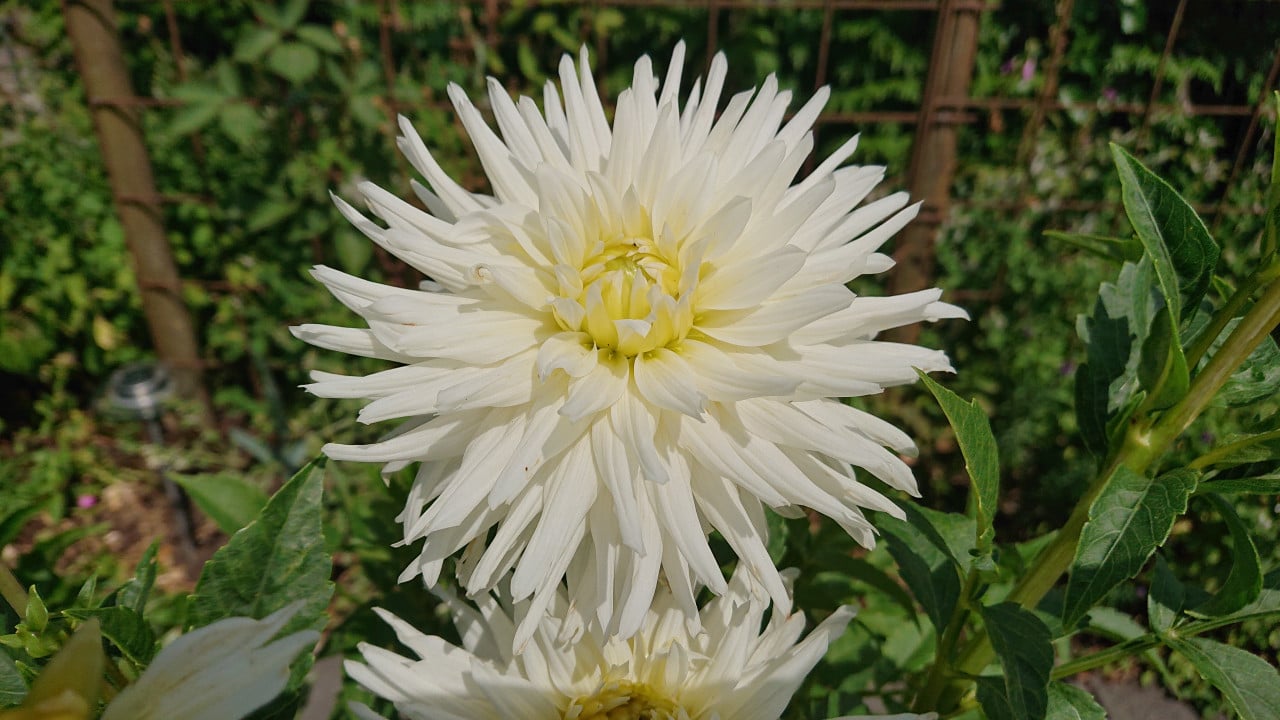 'Mooie Dahlia's te koop in 3 liter pot ! Diverse kleuren aangeboden.