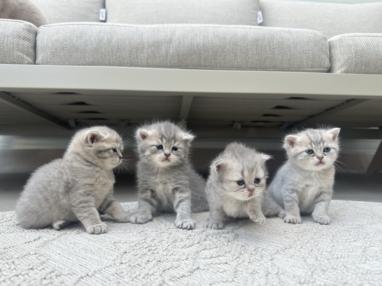Britse korthaar kittens