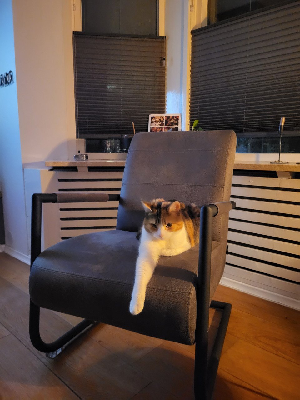 Poes zoekt gouden mandje