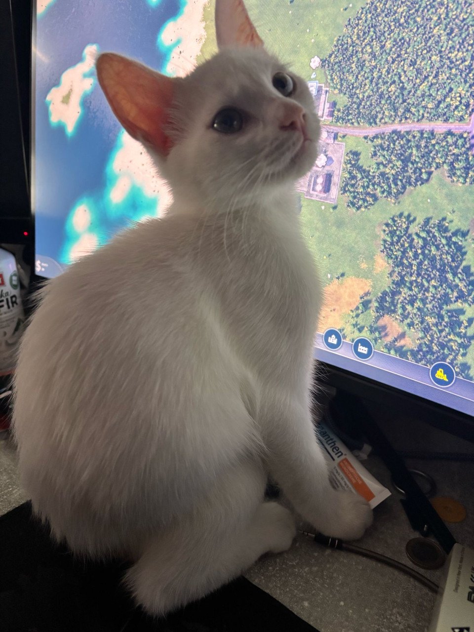 Kittens