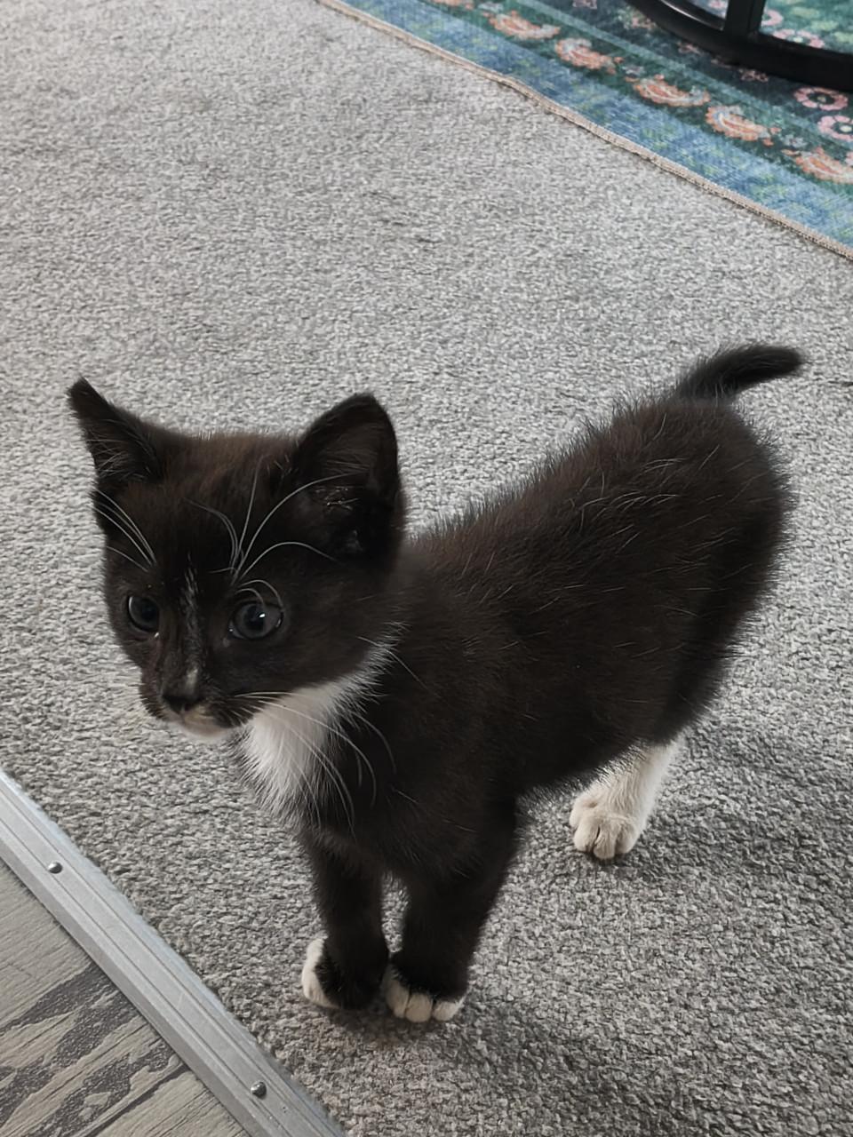 Lief huisje gezocht voor schattige kitten